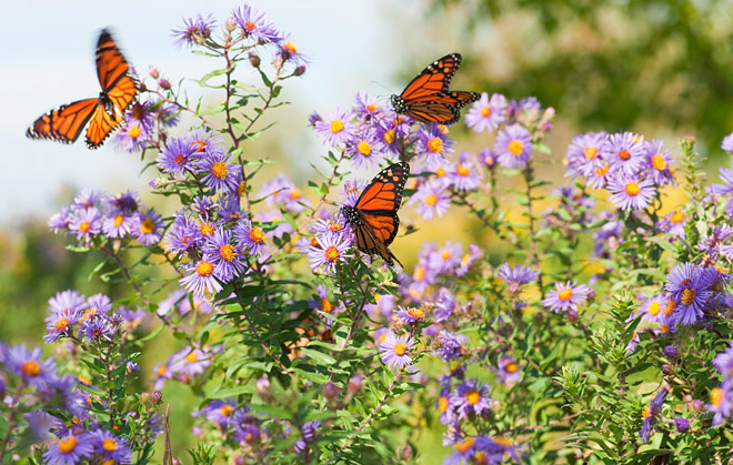 Butterfly Garden Butterfly Garden